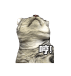 ネコネコの日常（個別スタンプ：7）