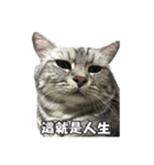 ネコネコの日常（個別スタンプ：10）