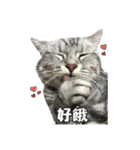 ネコネコの日常（個別スタンプ：11）