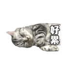 ネコネコの日常（個別スタンプ：17）