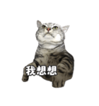 ネコネコの日常（個別スタンプ：19）