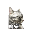 ネコネコの日常（個別スタンプ：20）