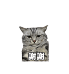 ネコネコの日常（個別スタンプ：21）