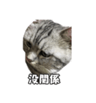 ネコネコの日常（個別スタンプ：23）