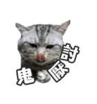 ネコネコの日常（個別スタンプ：30）