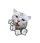 ネコネコの日常（個別スタンプ：31）
