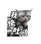 ネコネコの日常（個別スタンプ：32）