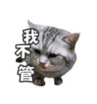 ネコネコの日常（個別スタンプ：34）