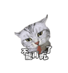 ネコネコの日常（個別スタンプ：35）
