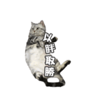ネコネコの日常（個別スタンプ：36）