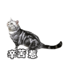 ネコネコの日常（個別スタンプ：37）
