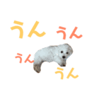 familydog bacm（個別スタンプ：2）