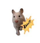 ハムスターのごまとしお（個別スタンプ：3）