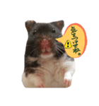 ハムスターのごまとしお（個別スタンプ：7）
