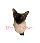 シャム猫の夢子ちゃん（個別スタンプ：2）