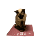シャム猫の夢子ちゃん（個別スタンプ：3）