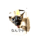 シャム猫の夢子ちゃん（個別スタンプ：4）