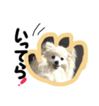 ウチのくっちゃも（個別スタンプ：4）