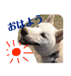 柴犬レオの日常使えるスタンプ（個別スタンプ：1）