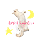 柴犬レオの日常使えるスタンプ（個別スタンプ：2）