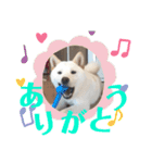 柴犬レオの日常使えるスタンプ（個別スタンプ：3）