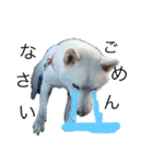 柴犬レオの日常使えるスタンプ（個別スタンプ：4）