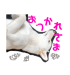 柴犬レオの日常使えるスタンプ（個別スタンプ：5）