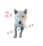 柴犬レオの日常使えるスタンプ（個別スタンプ：6）