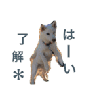 柴犬レオの日常使えるスタンプ（個別スタンプ：7）