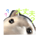 柴犬レオの日常使えるスタンプ（個別スタンプ：8）