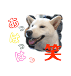 柴犬レオの日常使えるスタンプ（個別スタンプ：10）