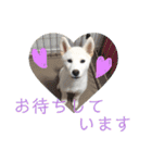 柴犬レオの日常使えるスタンプ（個別スタンプ：11）