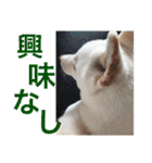 柴犬レオの日常使えるスタンプ（個別スタンプ：12）