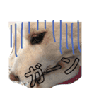 柴犬レオの日常使えるスタンプ（個別スタンプ：13）