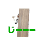 柴犬レオの日常使えるスタンプ（個別スタンプ：15）
