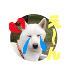 柴犬レオの日常使えるスタンプ（個別スタンプ：16）