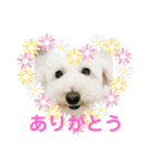 チョビす（個別スタンプ：15）