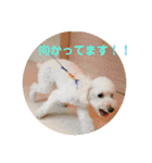 チョビす（個別スタンプ：17）