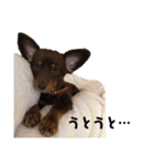 相棒たち(アル、テト、ミト、ユパ、キキ)（個別スタンプ：8）