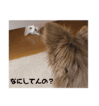 相棒たち(アル、テト、ミト、ユパ、キキ)（個別スタンプ：13）