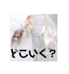 相棒たち(アル、テト、ミト、ユパ、キキ)（個別スタンプ：16）