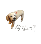 アメリカンコッカー トント（個別スタンプ：7）