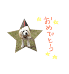 アメリカンコッカー トント（個別スタンプ：9）