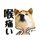 柴犬タロー7 体調不良編（個別スタンプ：4）