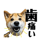 柴犬タロー7 体調不良編（個別スタンプ：5）