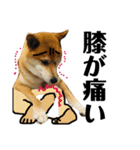 柴犬タロー7 体調不良編（個別スタンプ：7）
