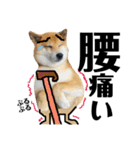 柴犬タロー7 体調不良編（個別スタンプ：8）