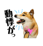 柴犬タロー7 体調不良編（個別スタンプ：10）
