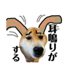 柴犬タロー7 体調不良編（個別スタンプ：12）