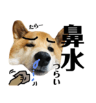 柴犬タロー7 体調不良編（個別スタンプ：14）